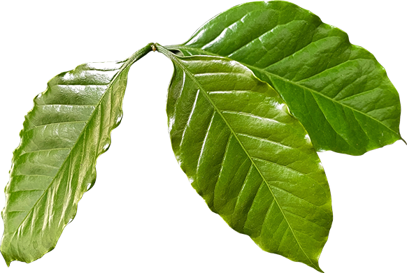 feuille