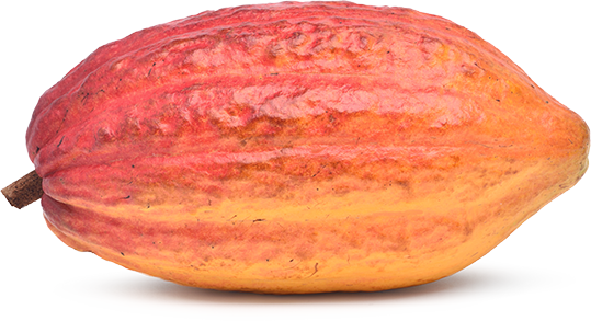 mangue